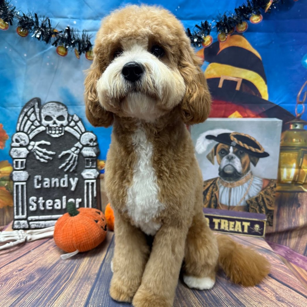 Muddy Paws Grooming -Livermore 1