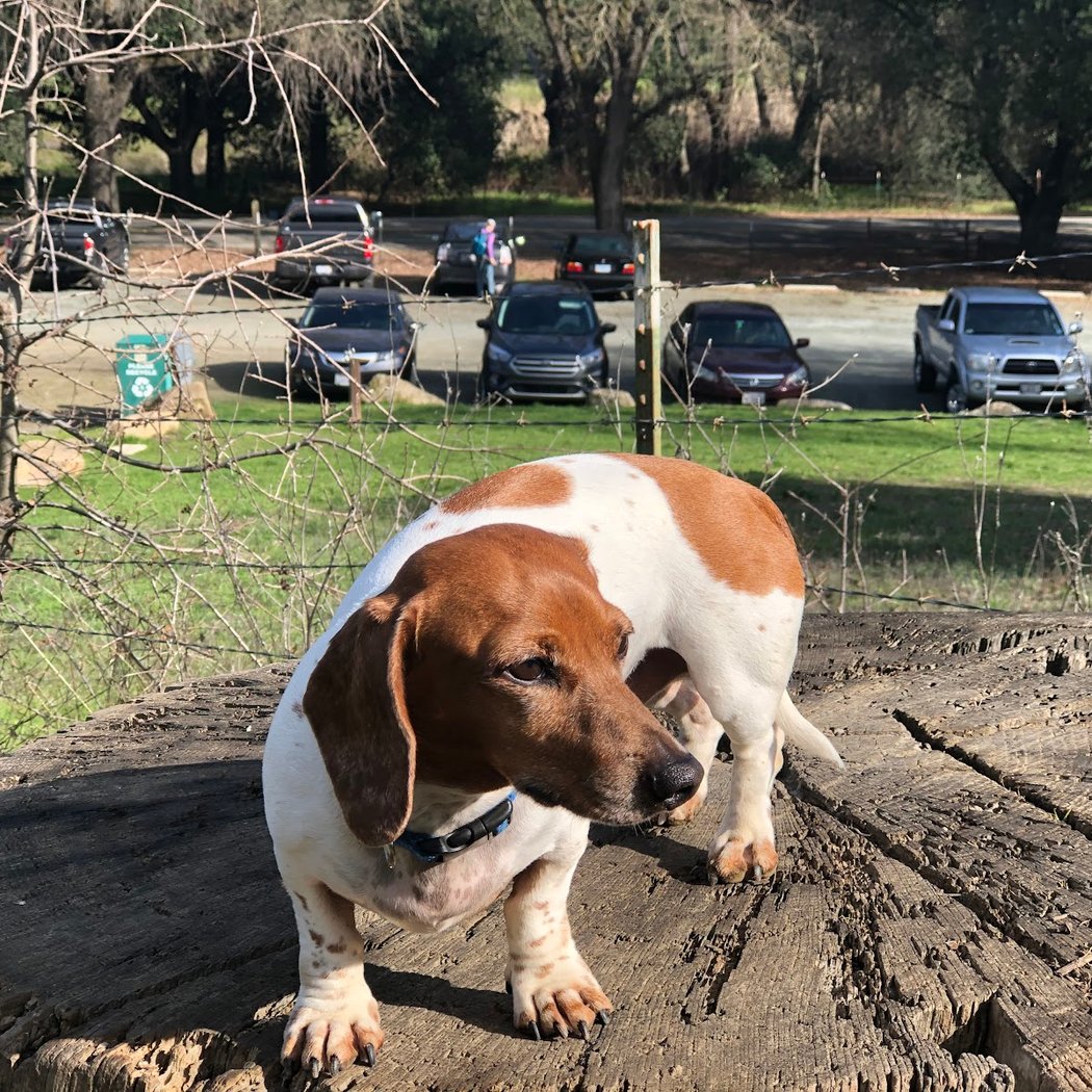 Hap Magee Ranch Dog Park 2