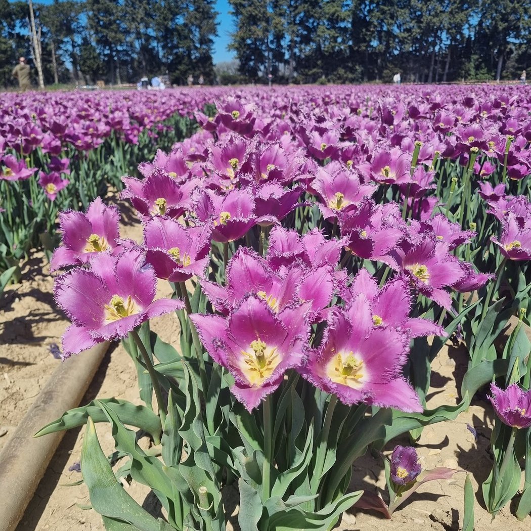 Champs Tulipes Jonquières Provence 3