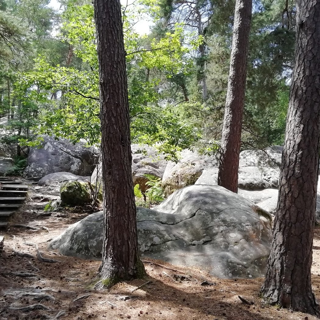 Forêt de Fontainebleau rocher canon 2