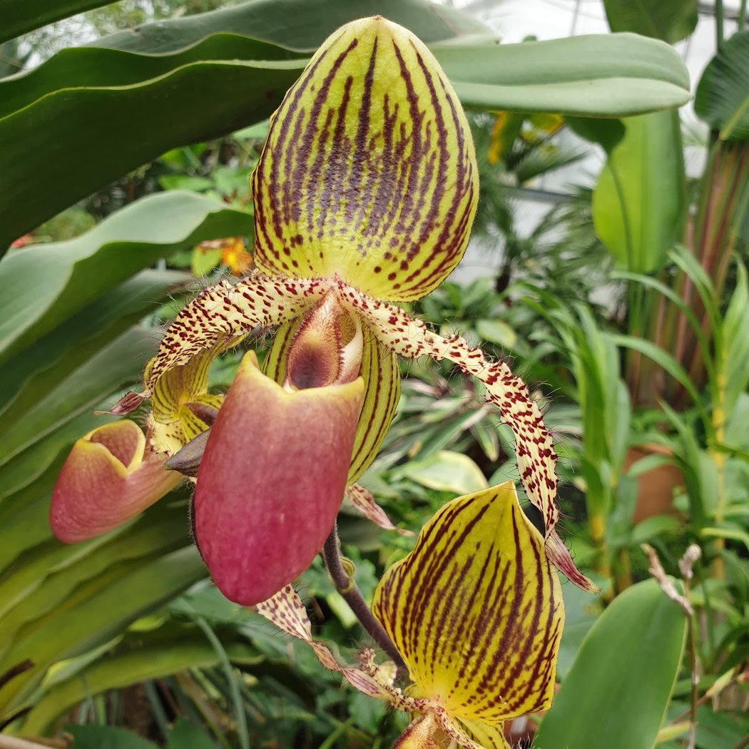 Les Orchidées de la Belle Etoile 3