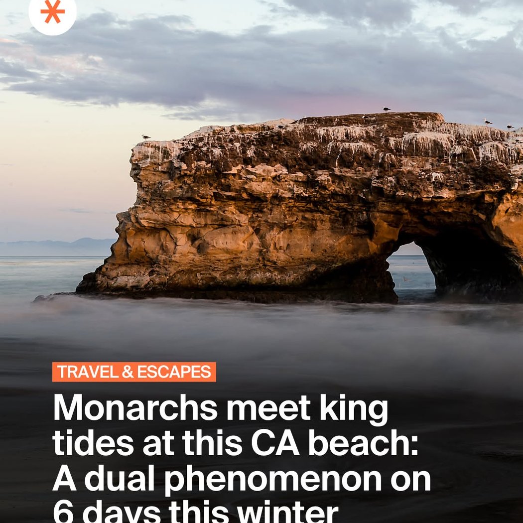 Monarchs meet king tides 1