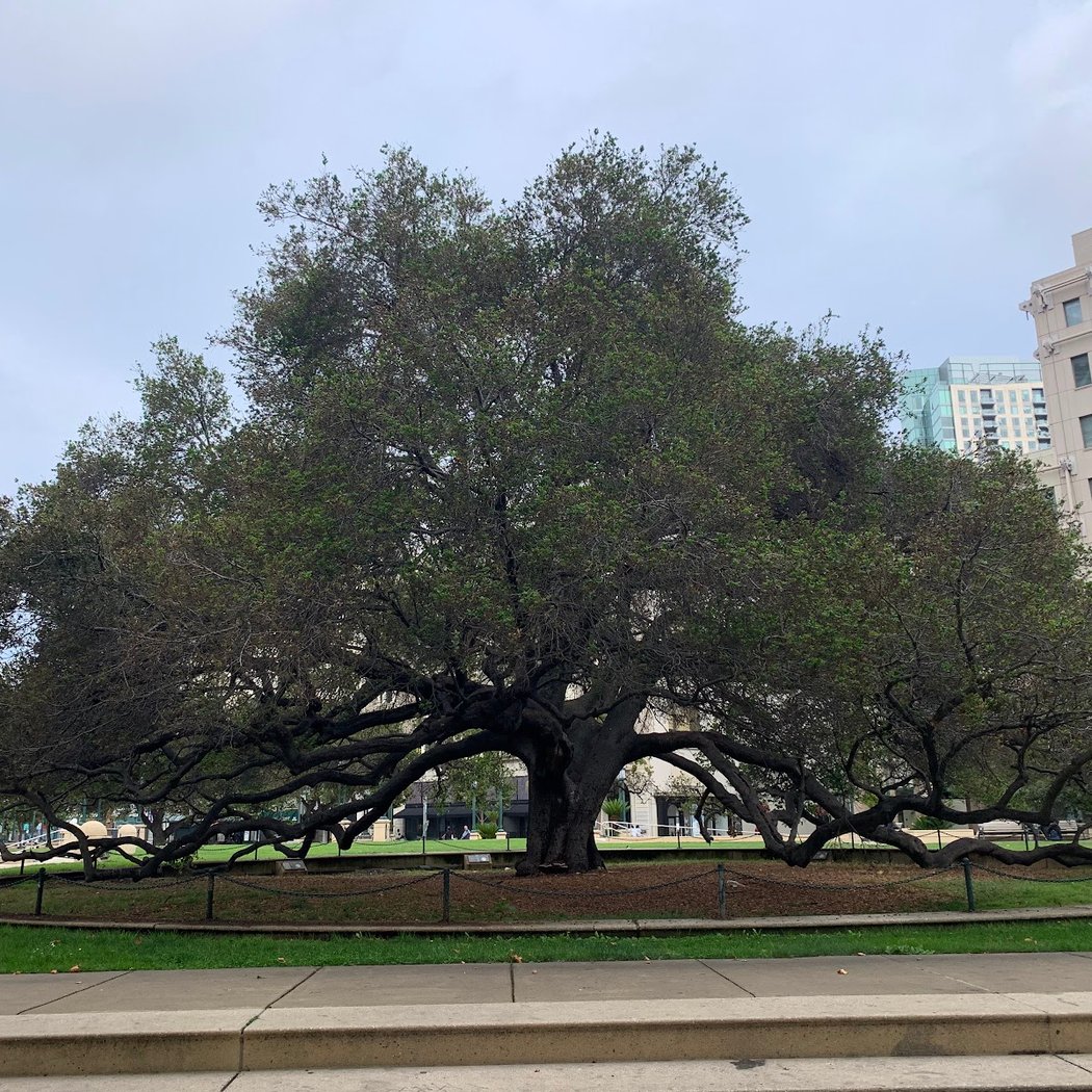 The Jack London Oak 2