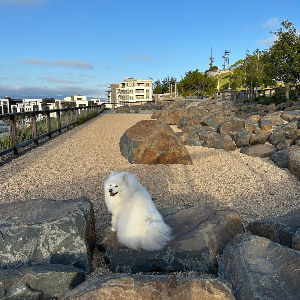The Rocks Dog Park Yerba Buena Island 1