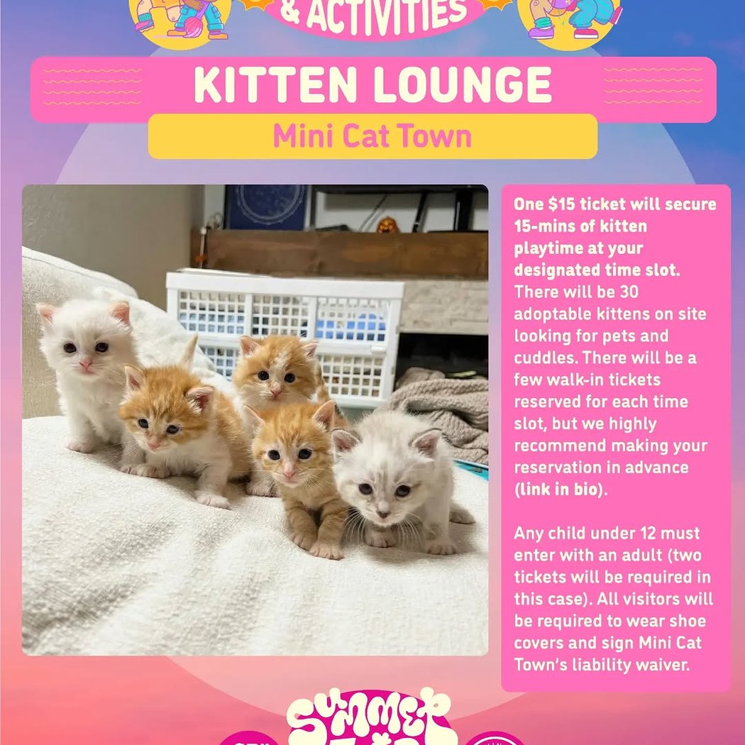 Kitten lounge 1