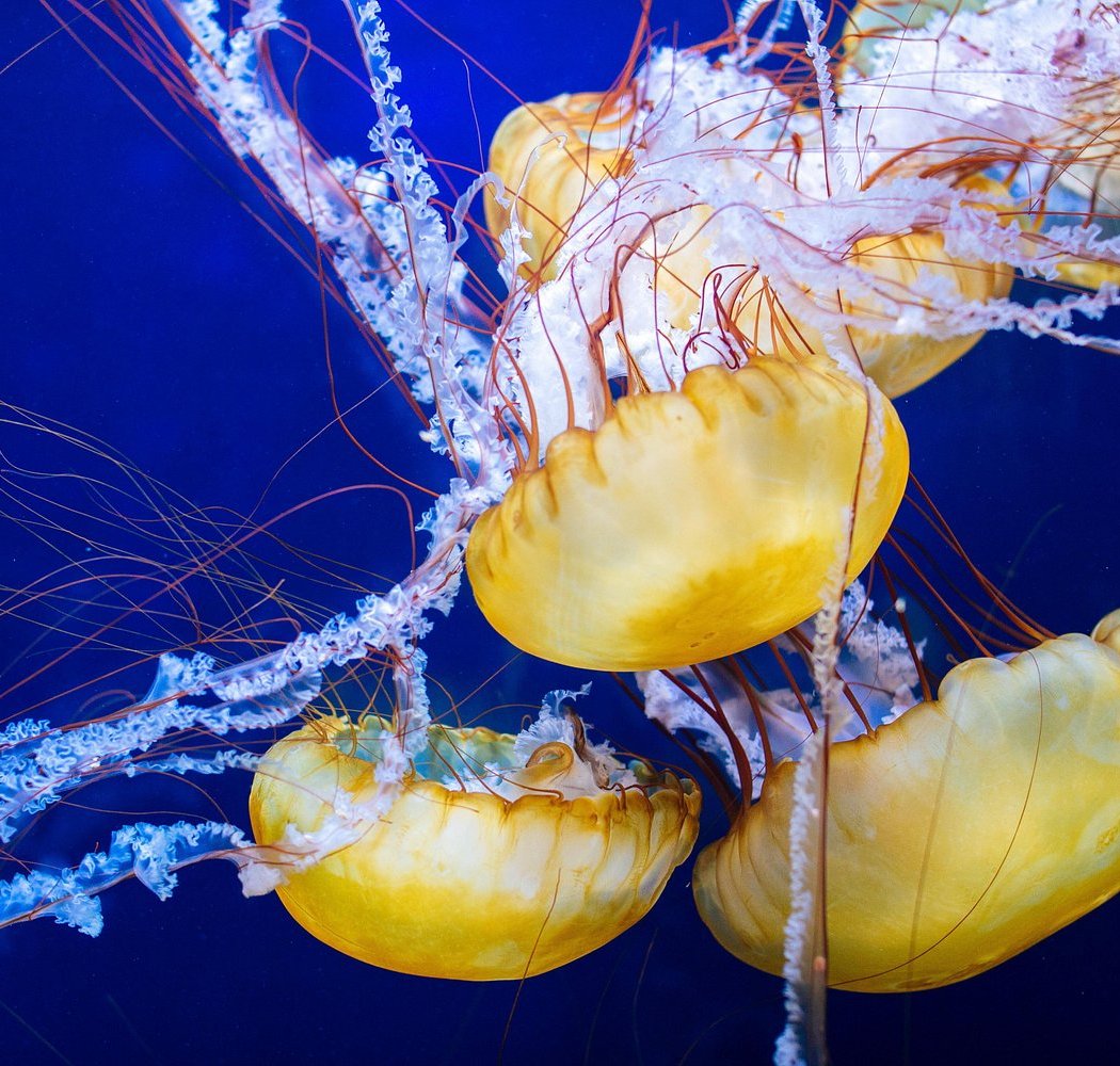 Aquarium of the Bay 2