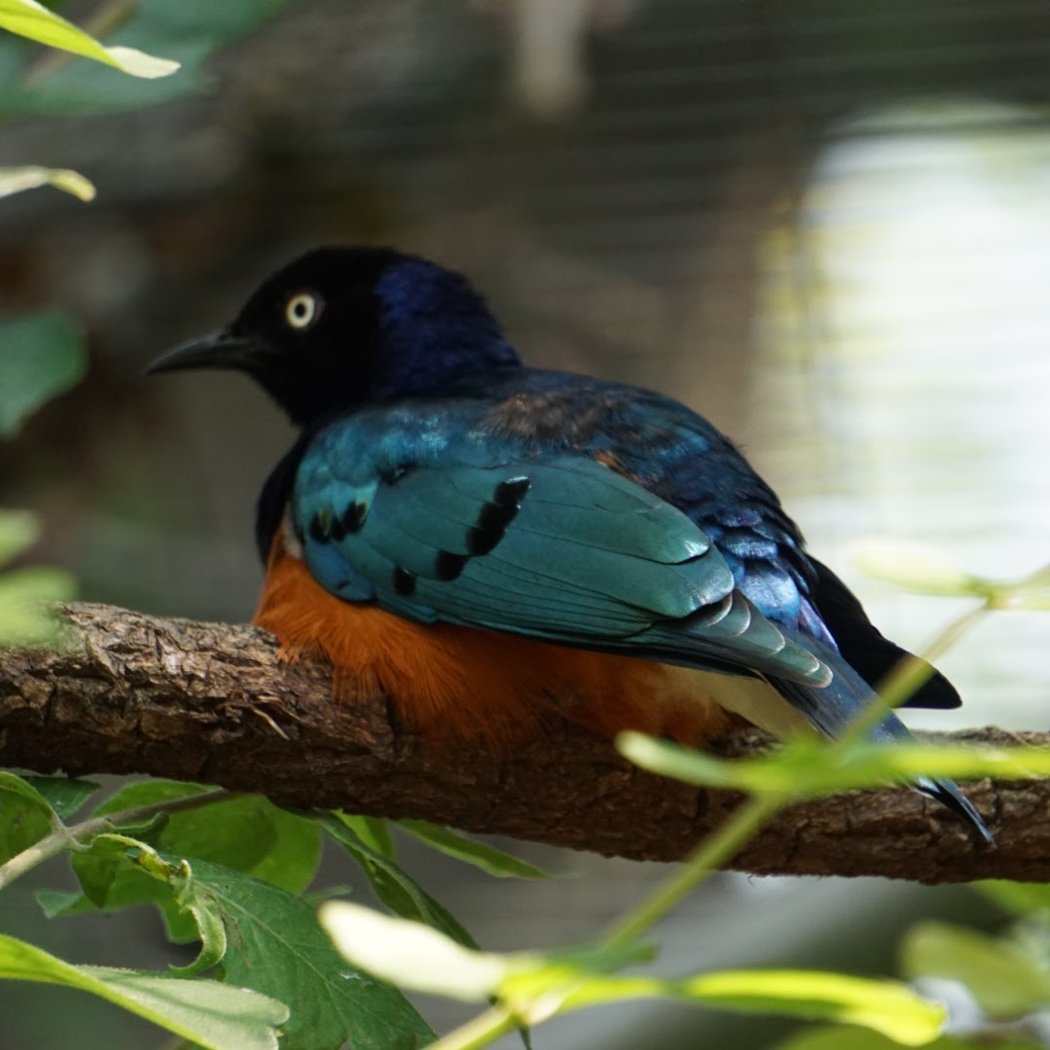Mill Mountain Zoo 1
