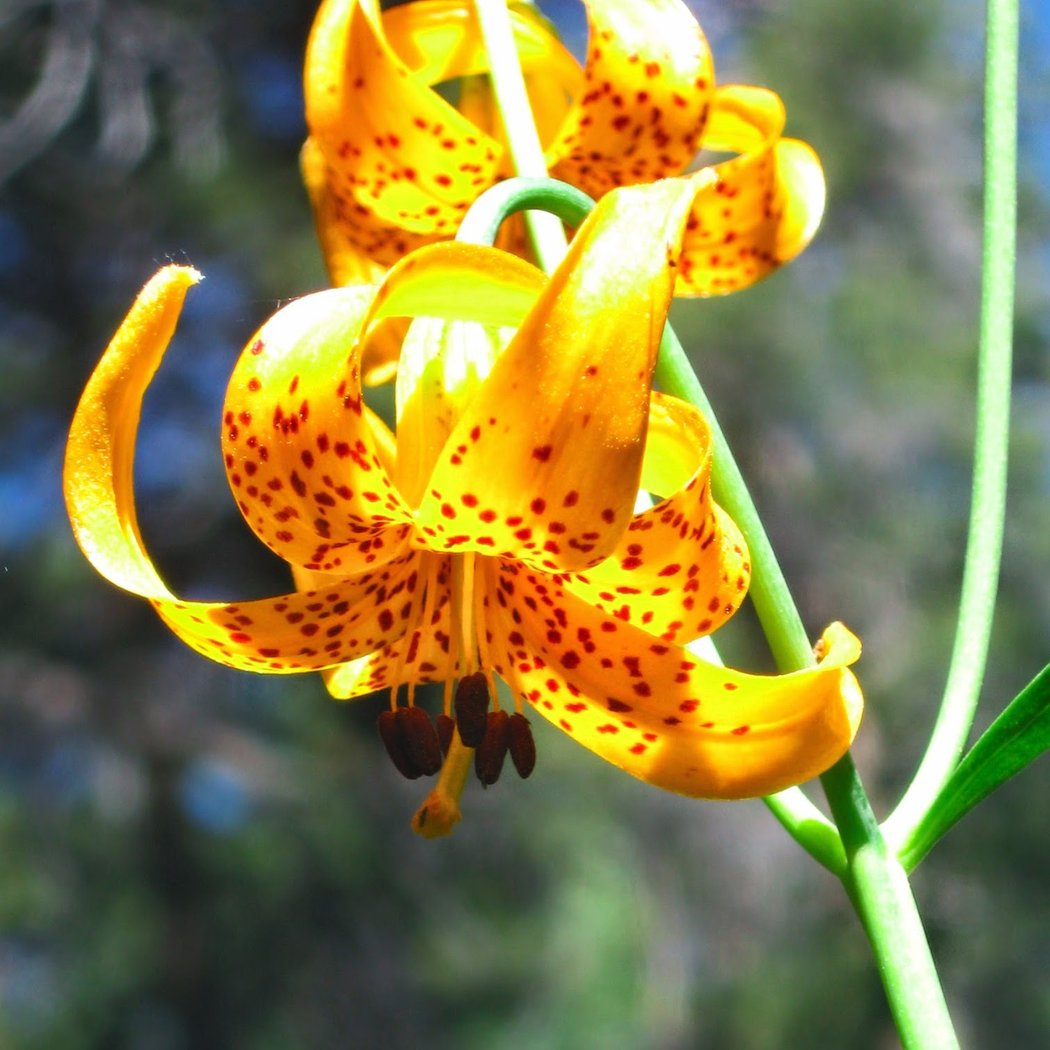 Oaktown Native Plant Nursery 1