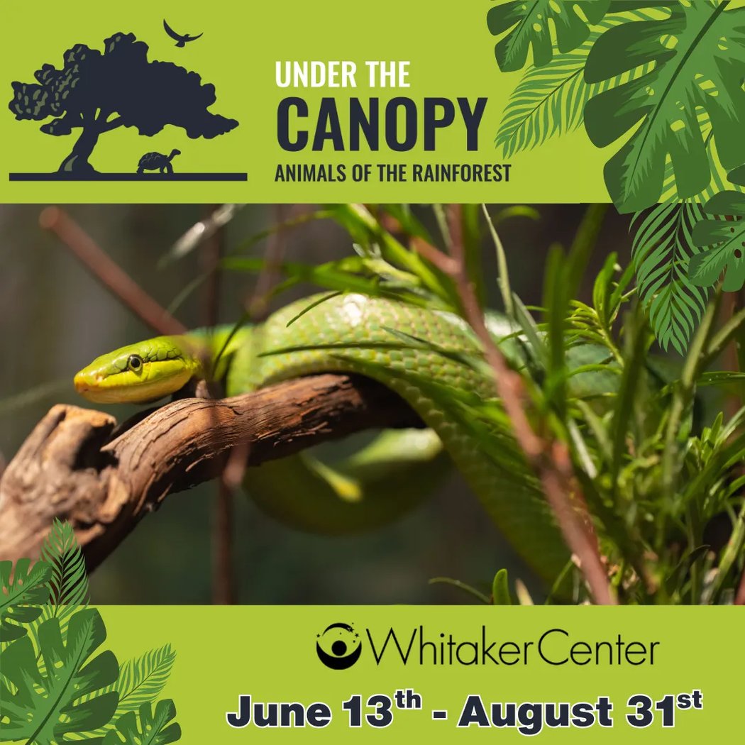 Under The Canopy 1