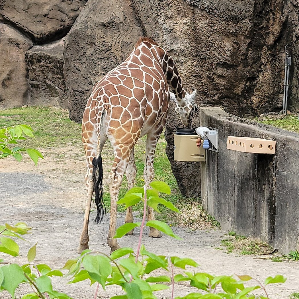 Giraffe Experience 3