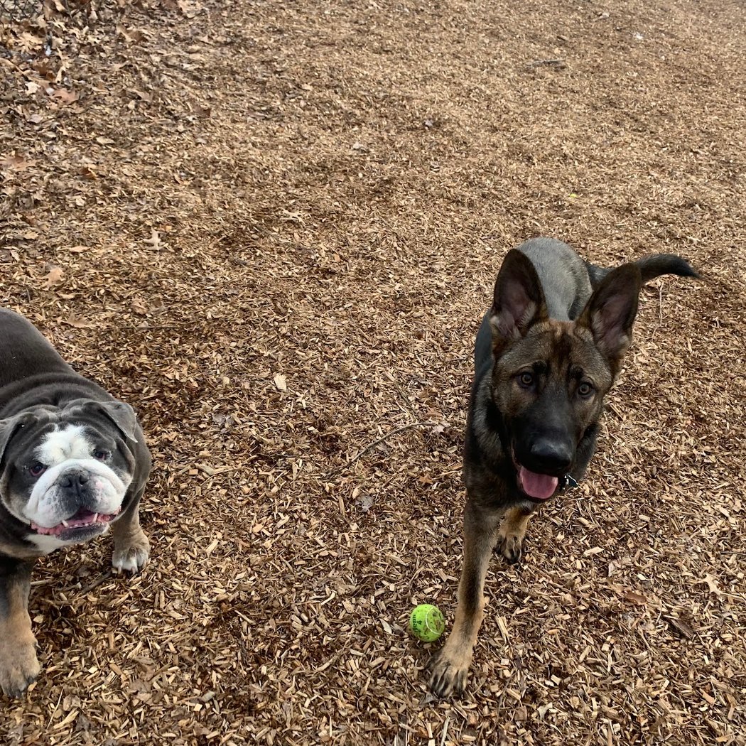 Clarkstown’s K-9 Corrals 1