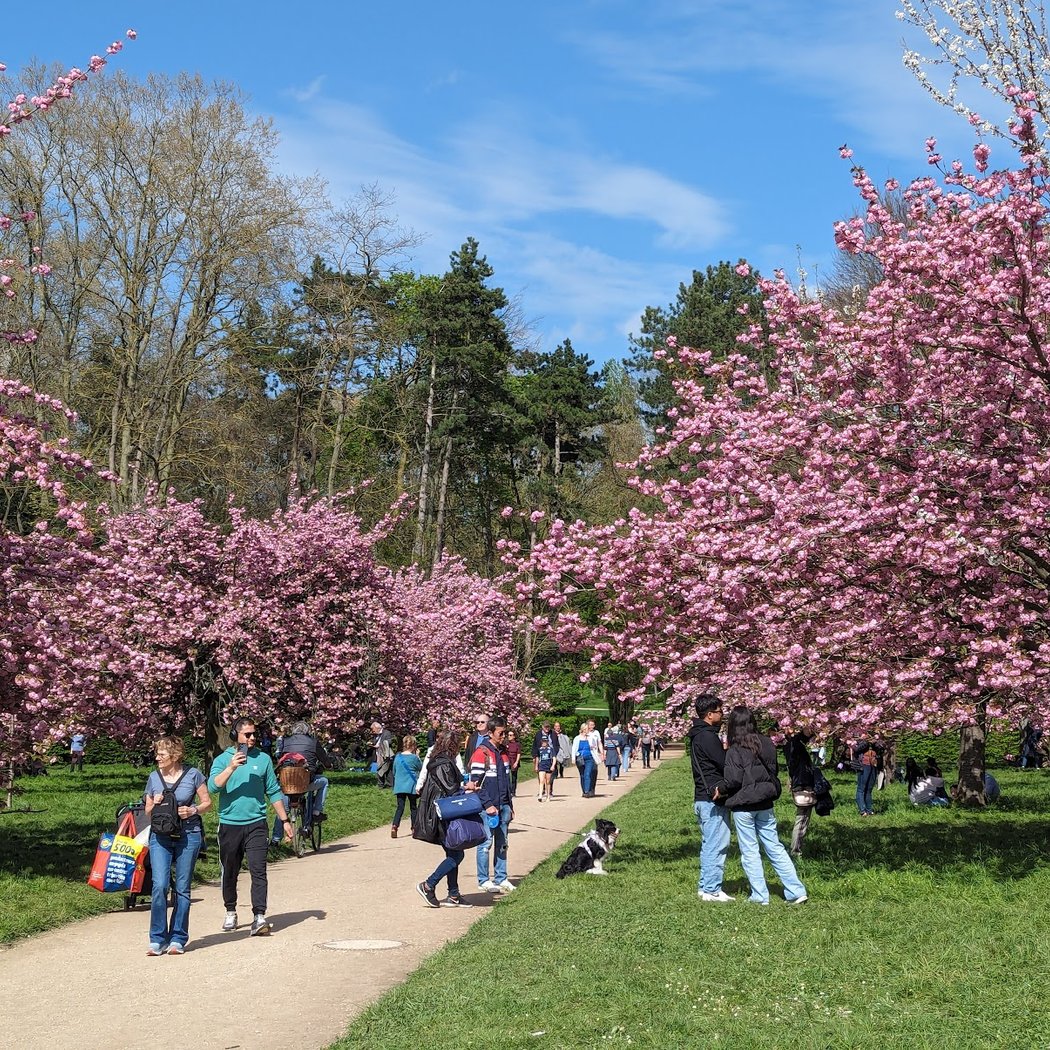 Bosquet cerisiers 1