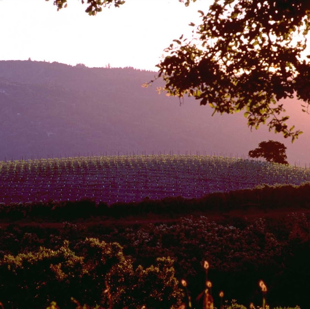 Mount Eden Vineyards 2