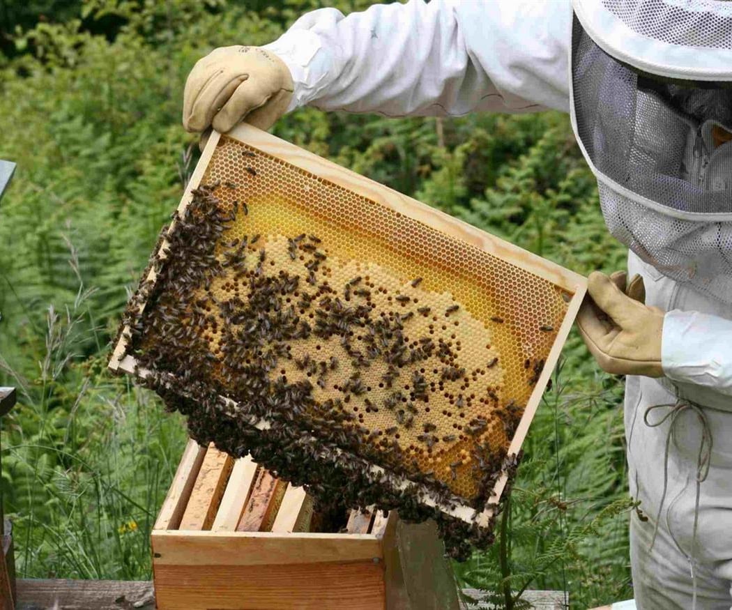 Visite à la Ferme : Abeilles et délices