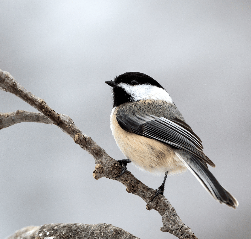 Wonder Walk: February Thaw 1