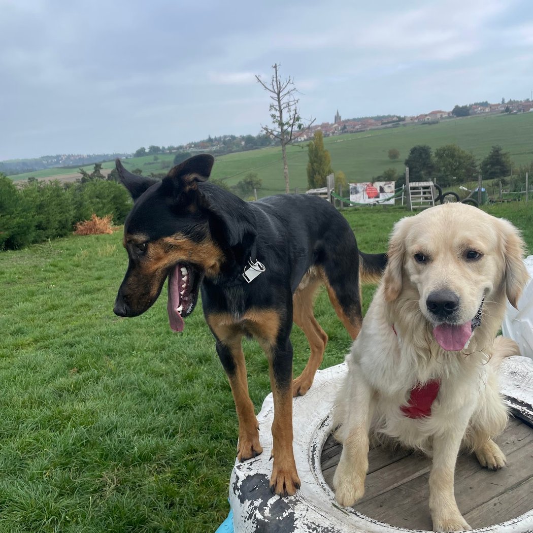 Cani activity 2