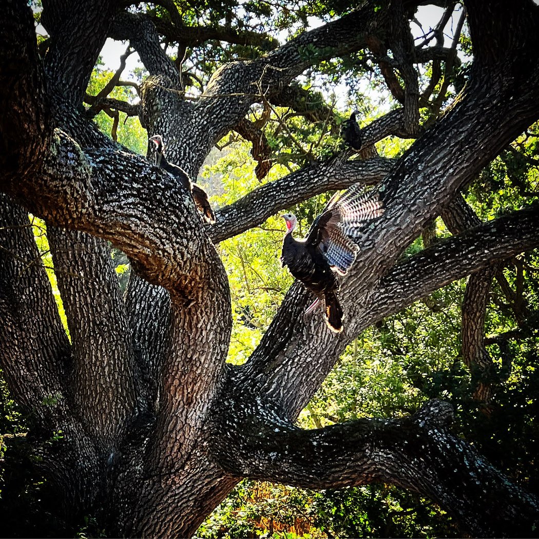 Tassajara Creek Regional Park 3