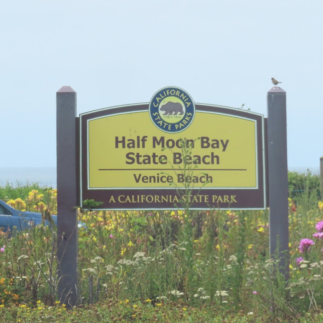 Coastal Wildflower Day 1