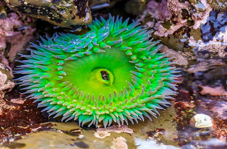 J V Fitzgerald Marine Reserve 1