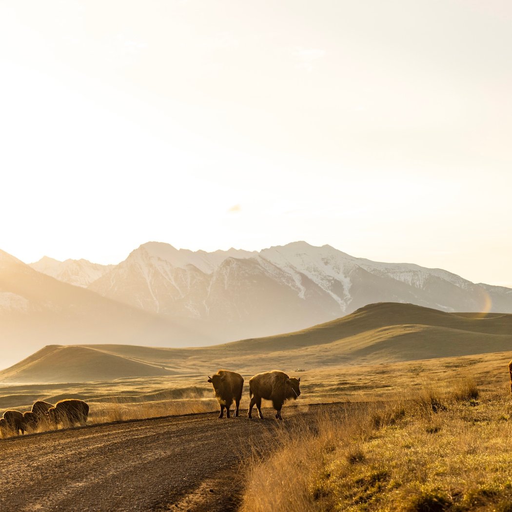 Beyond Bison: Returning Land to the Original Stewards 1
