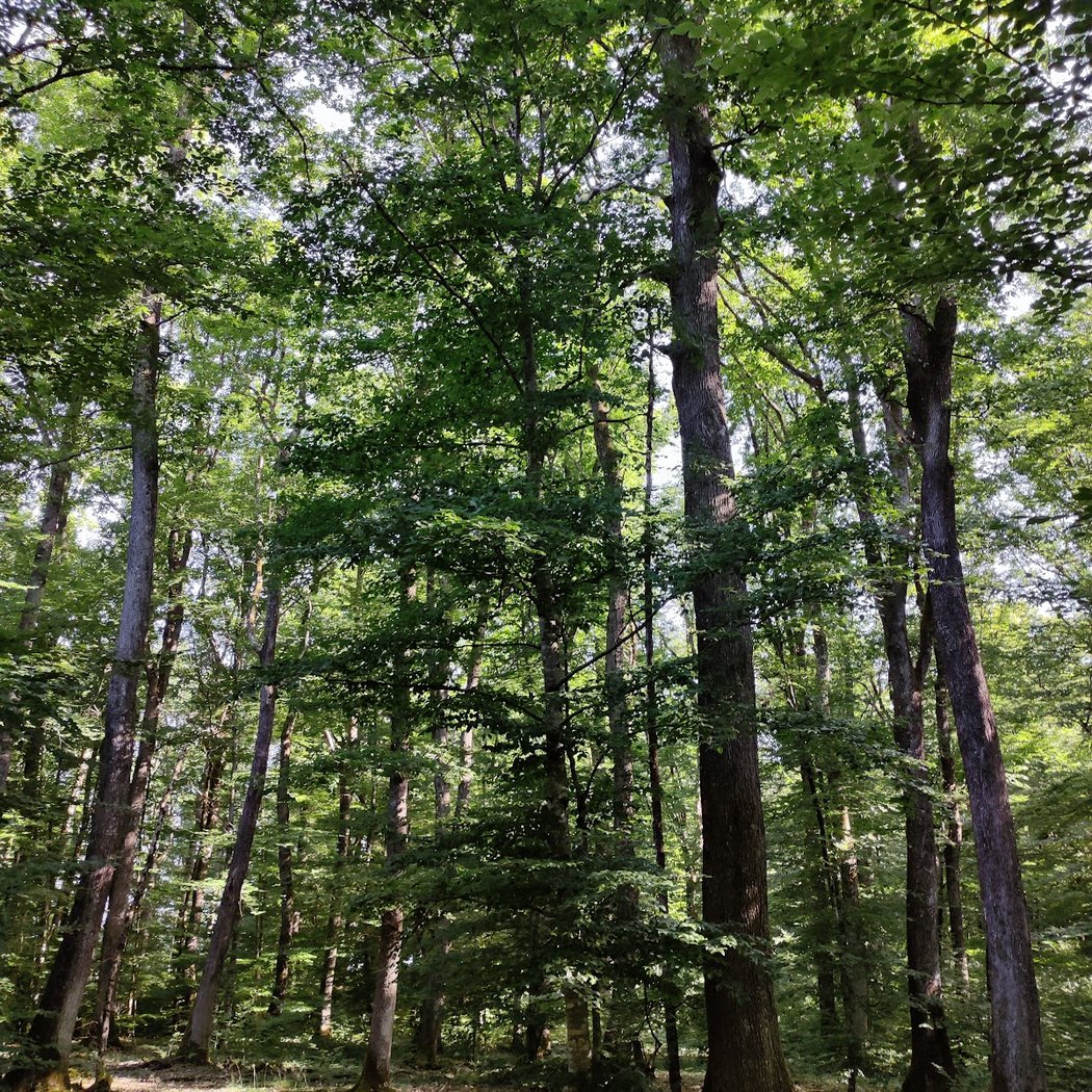 Forêt des Bertranges 3