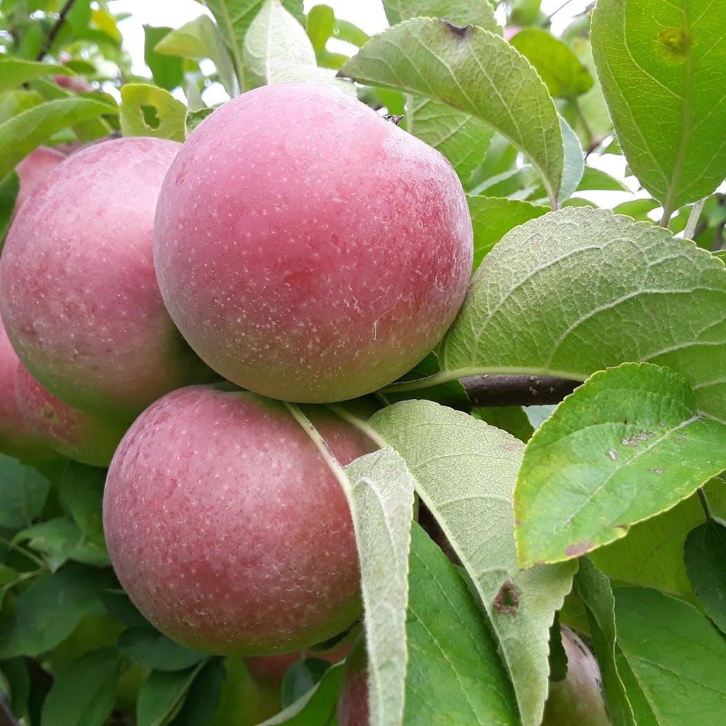 Wilkens Fruit & Fir Farm 1