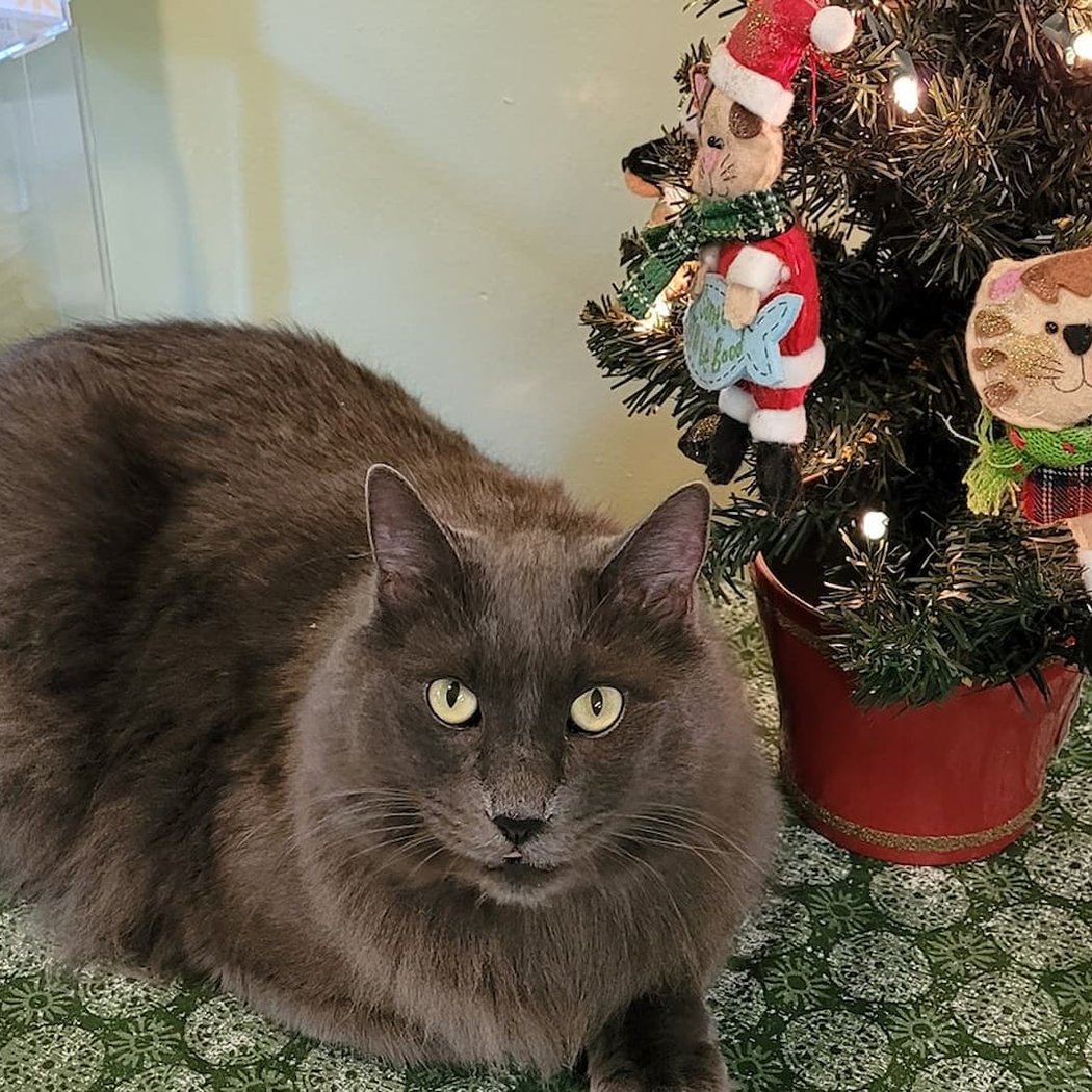 Festive Holiday Paws and Clause 1