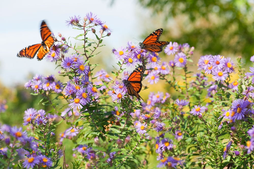 Monarch Watch Fall Open House 2