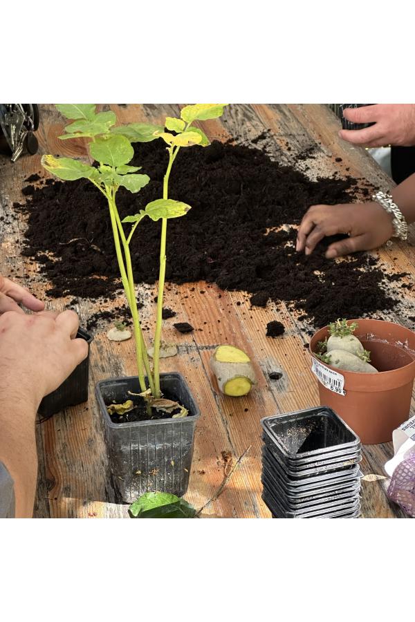 Atelier au Jardin21 : Faire des semis avec les graines du jardin