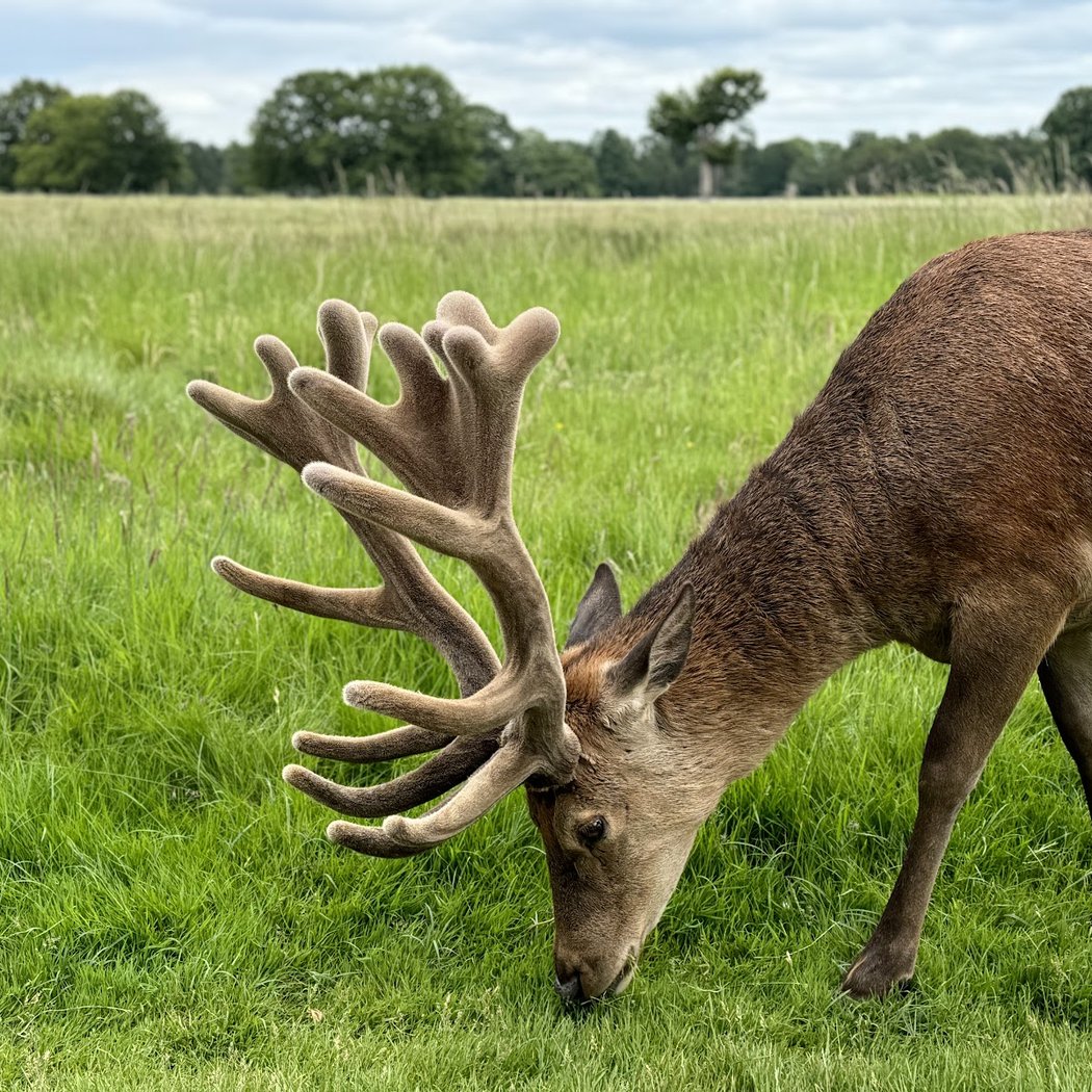Bushy Park 5