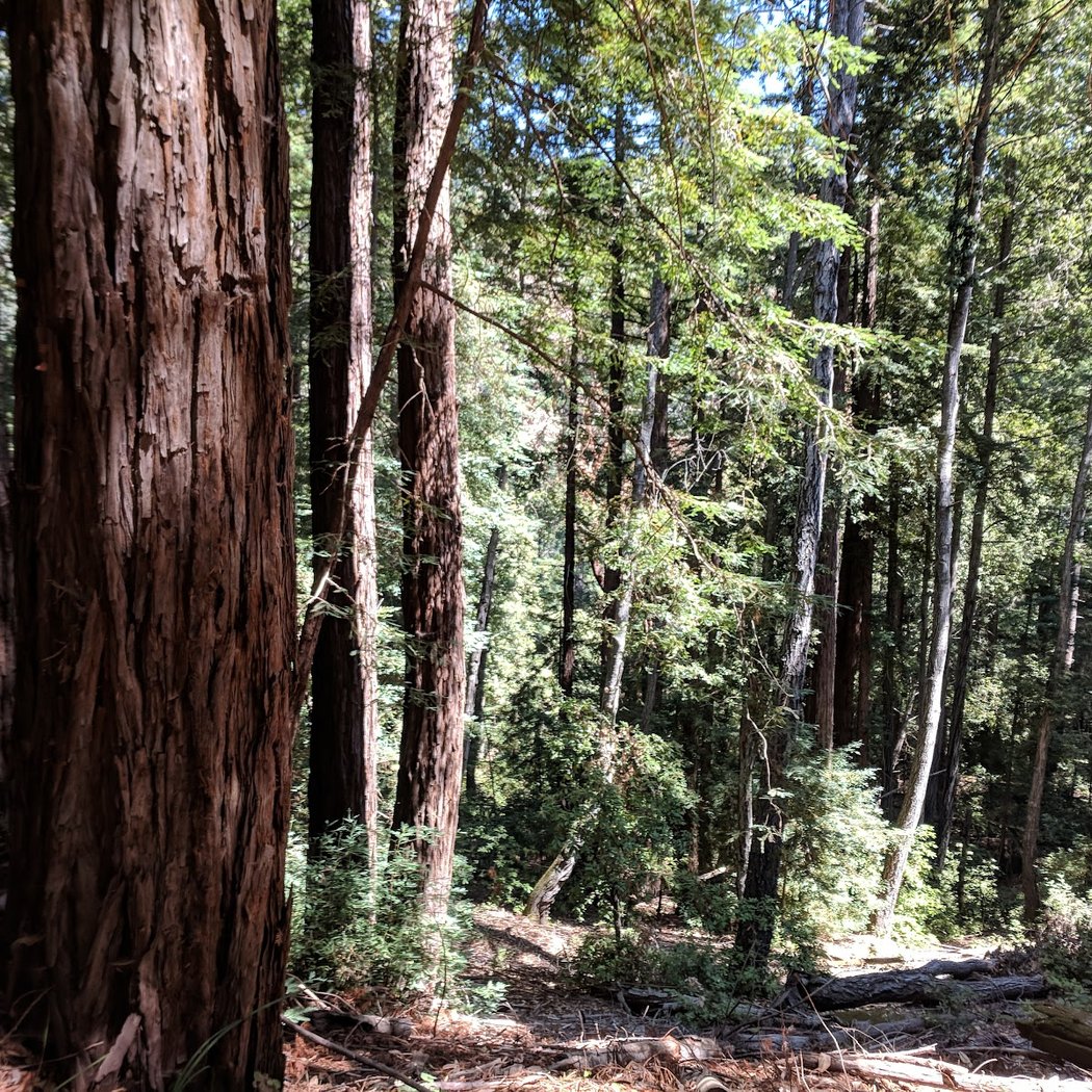 Soquel Demonstration State Forest 2
