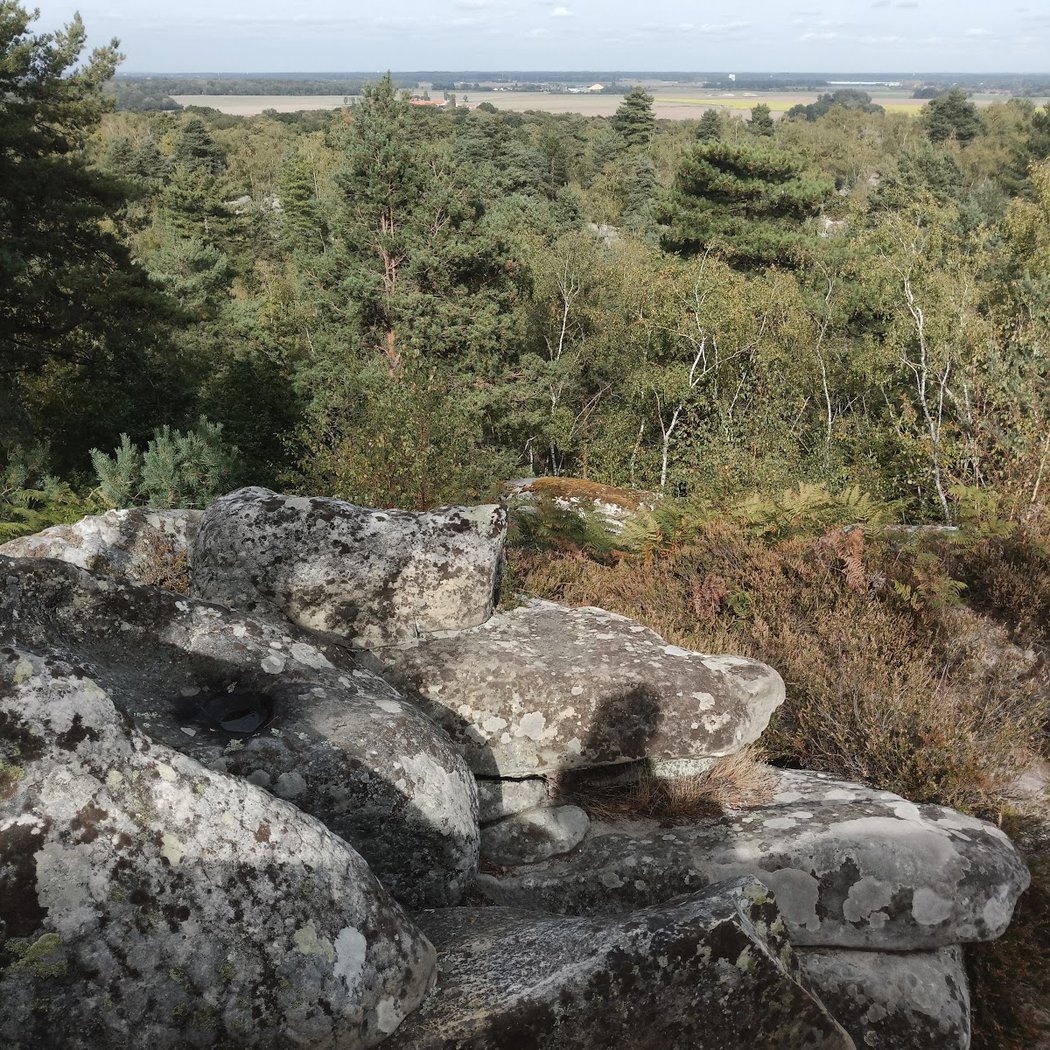 Forêt des grand avaux 1