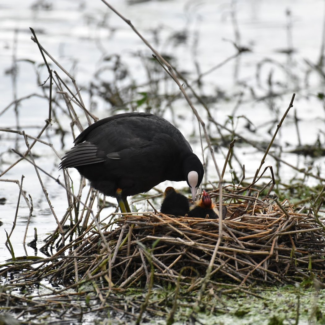 First Sunday Bird Walk – Saul Kere Bird Walk