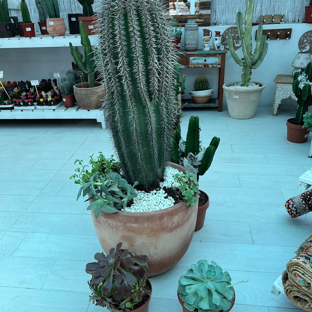 Vivero Garden Center Belmonte 1