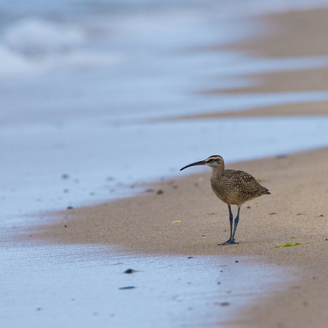 Early Bird Walk at Wellfleet Bay 1