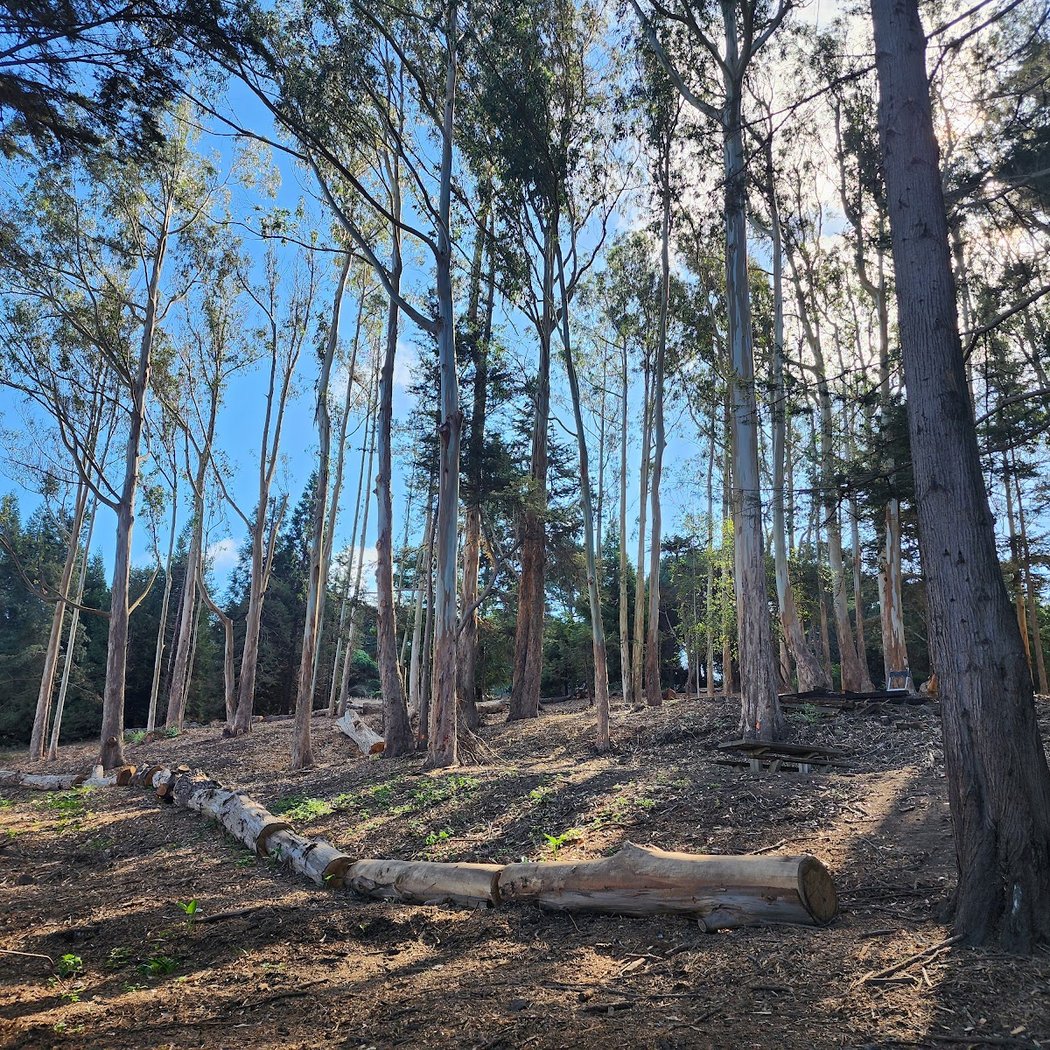 McLaren Park Trails 1