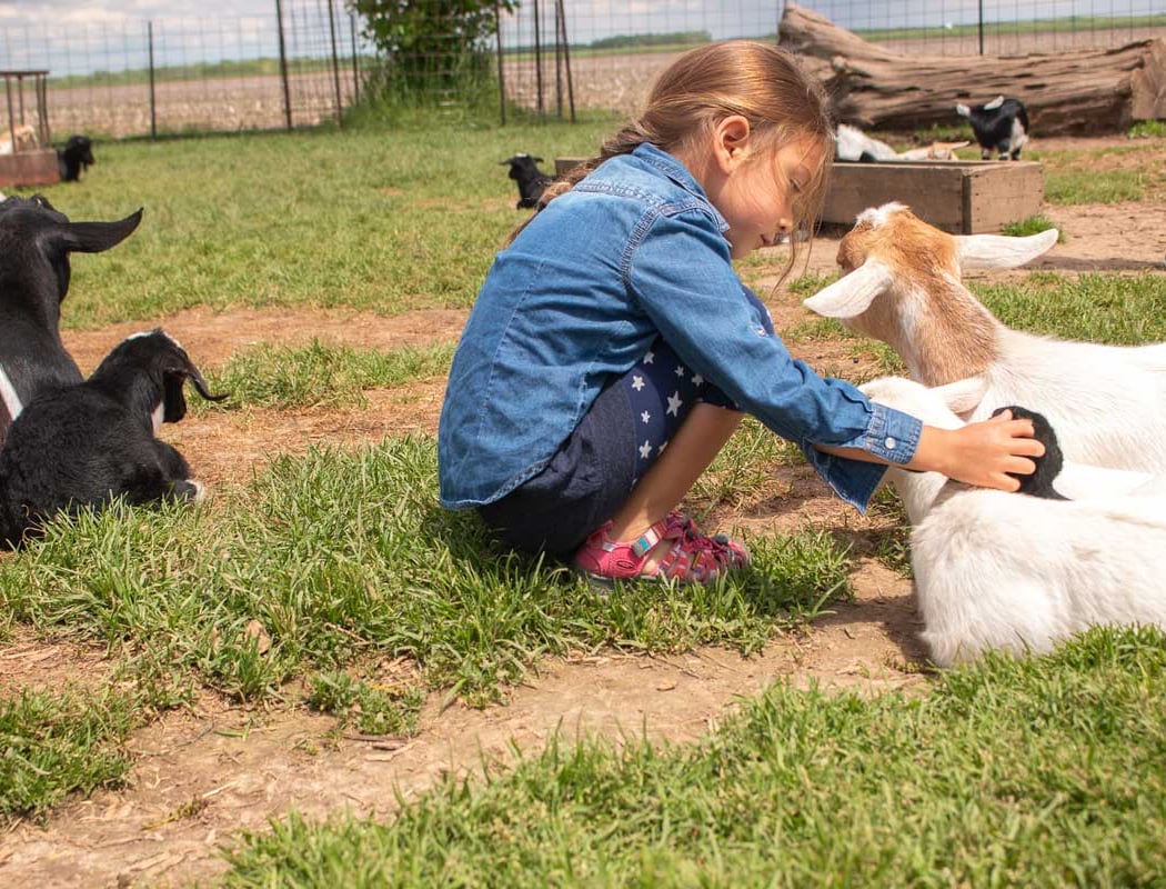 Little Explorers Petting Zoo 2