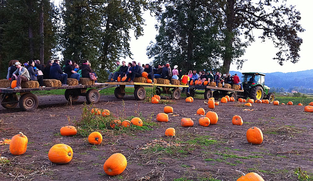 Choctafaula Pumpkin Patch 2