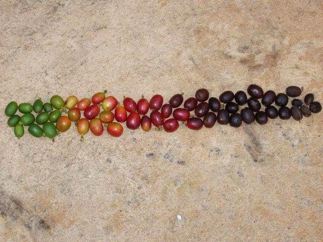 Utica Coffee Roasting Company 2