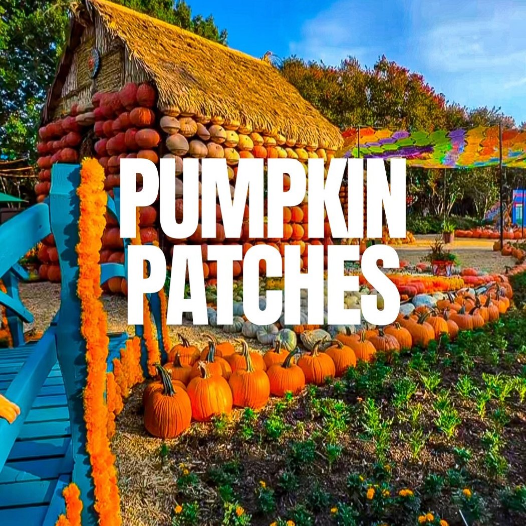 Pumpkin Patch 1