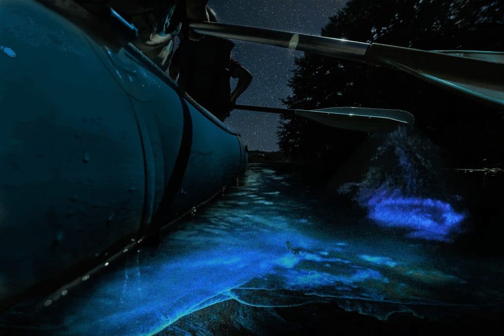 BK Adventure Florida - Bioluminescence Tours 4