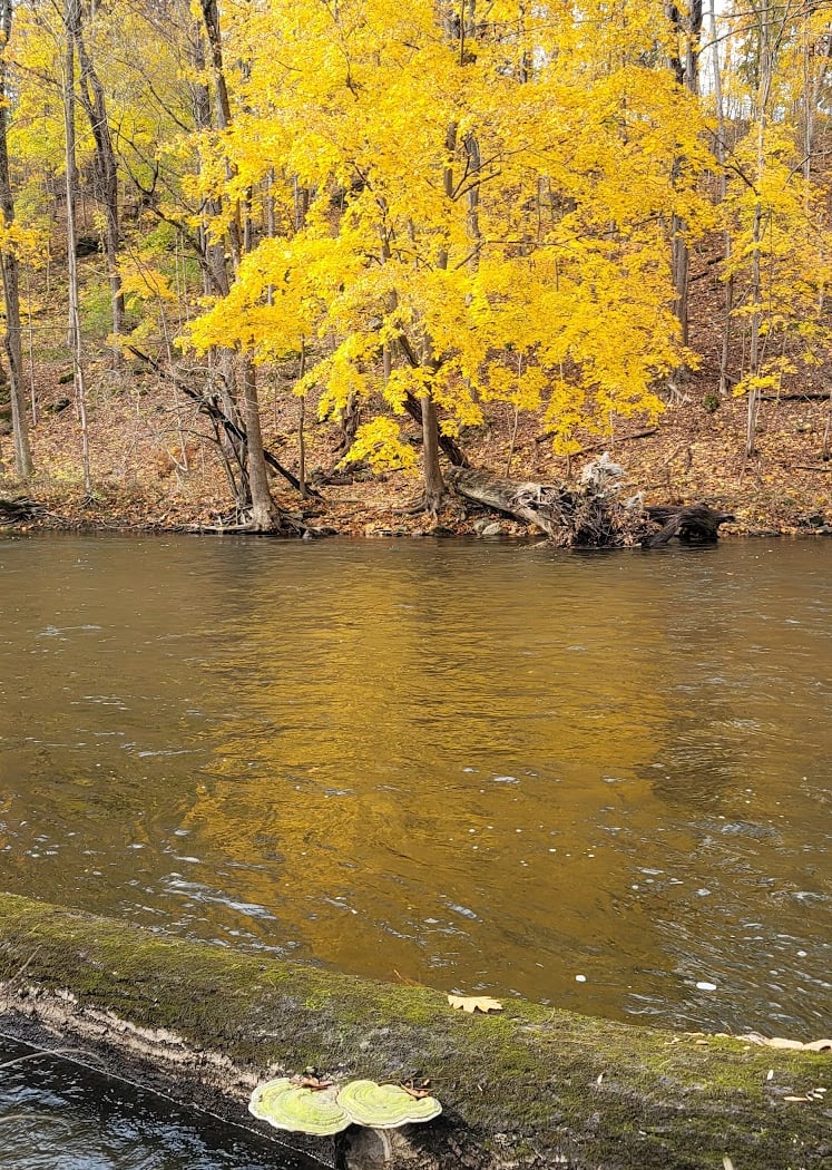 Wappinger Creek Greenway Trail 2
