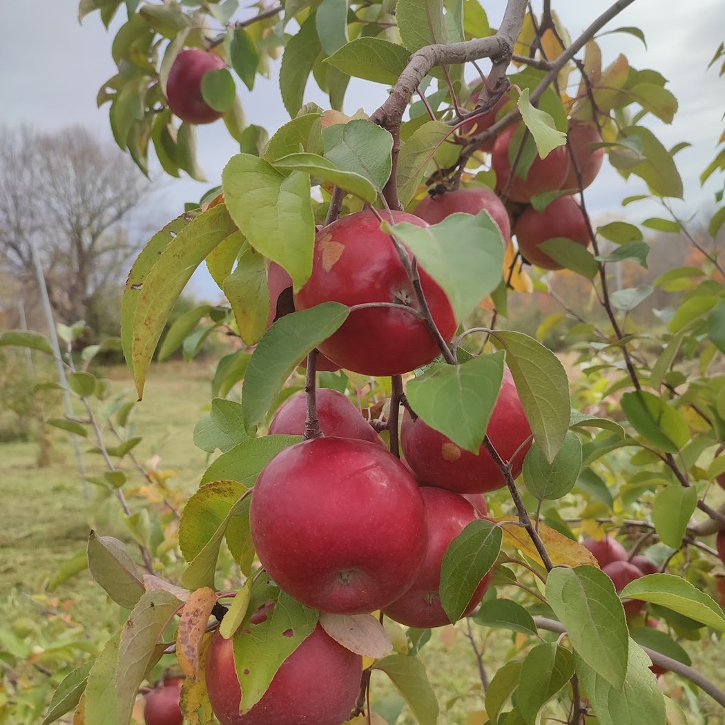 Pleasant Valley Orchard and Cidery 4