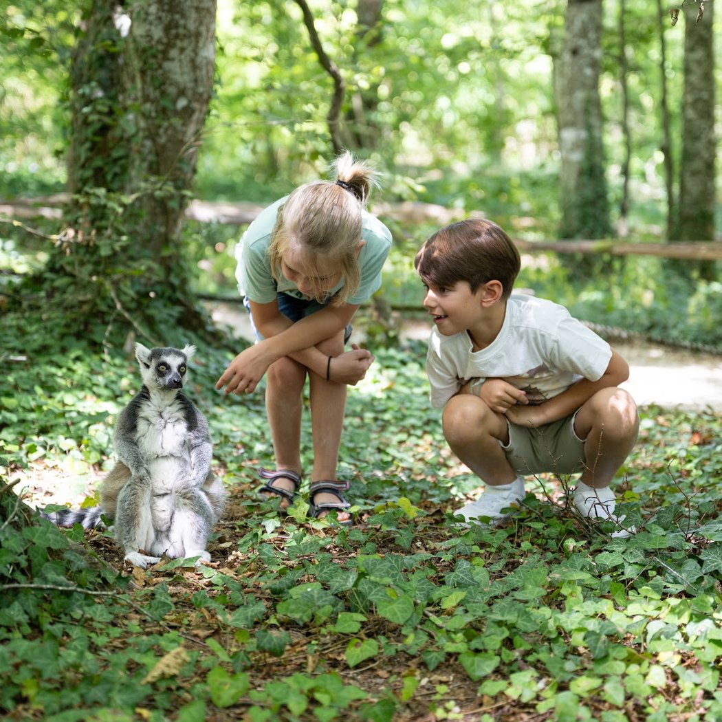 La Vallée Des Singes 1