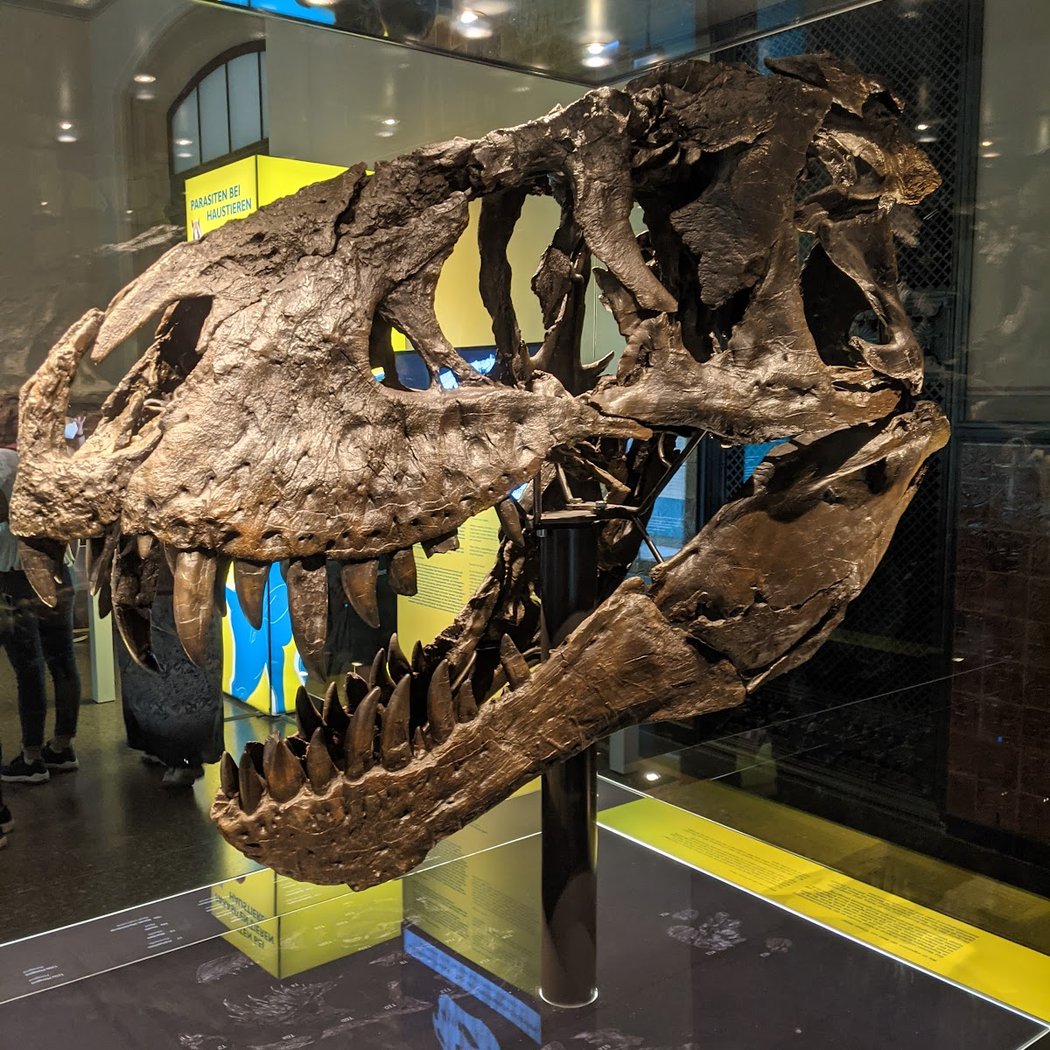 Museum für Naturkunde Berlin 1