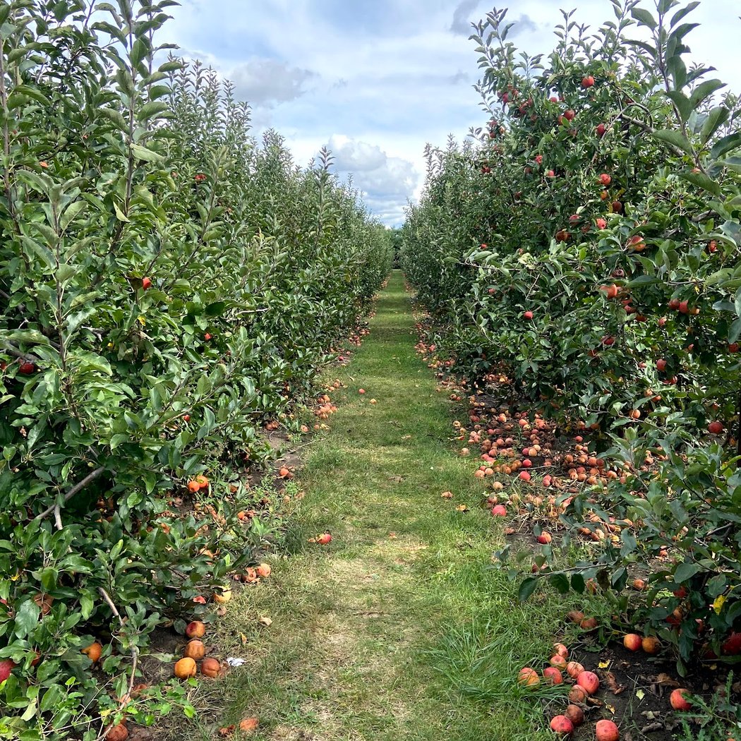 U-Pick Apples 1