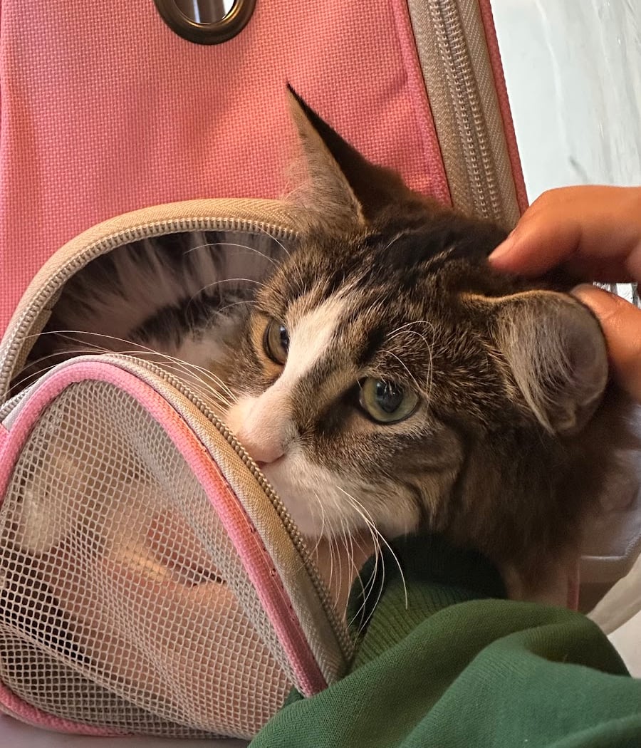 Free Pet Food Distribution for Flatbush Residents 3