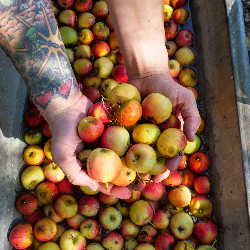 Alchemy Of Cider Making 1