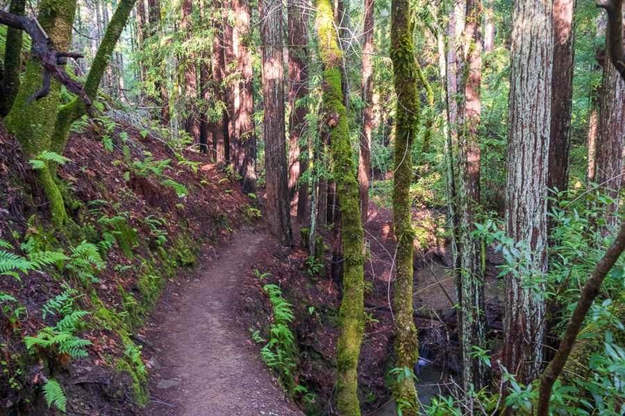 Dawn Falls Trail 1