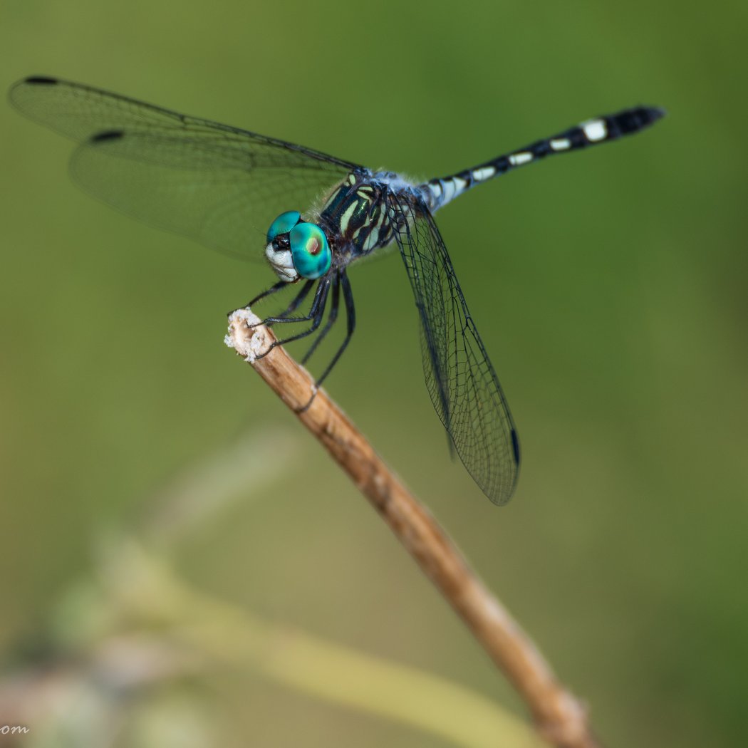 Dragonfly Days 2